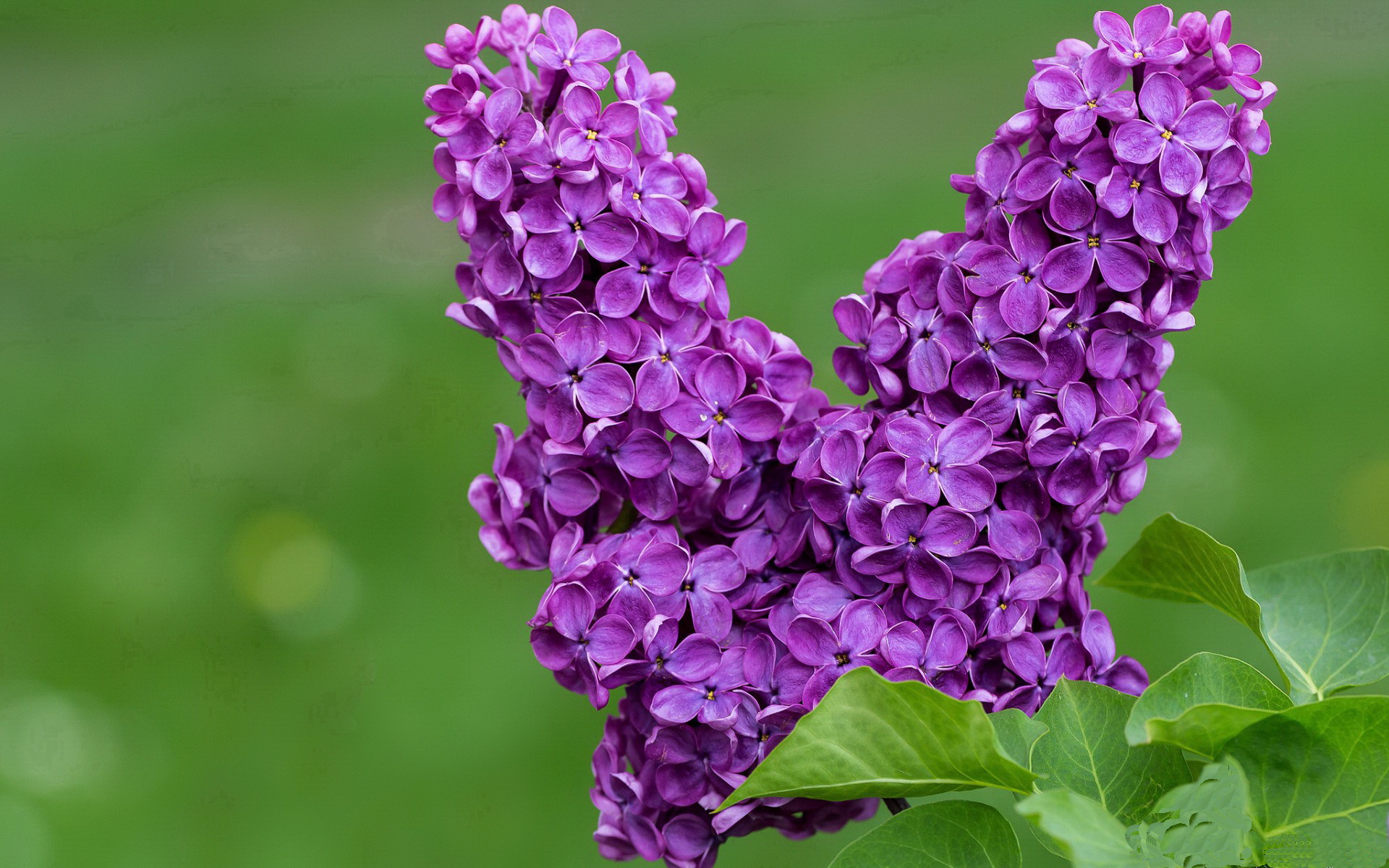 IG战队战术革新效果显著，ig战队打法风格