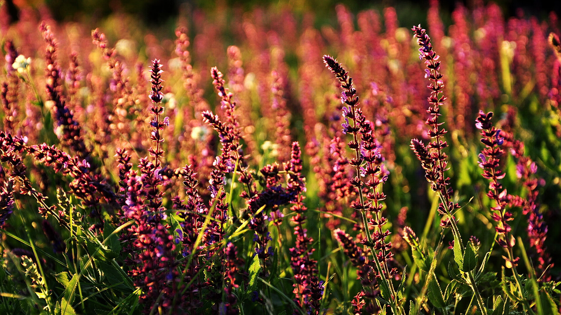 乐鱼体育iOS版-里昂客场战绩频频失利，欧冠资格悬念大，里昂vs