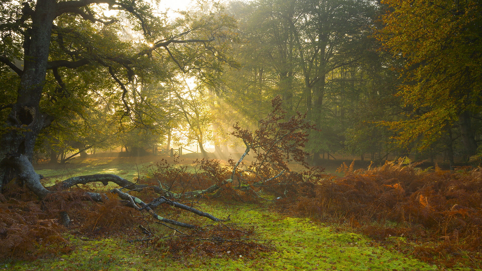 世界围棋赛赛事组织井然有序,世界围棋赛事一览