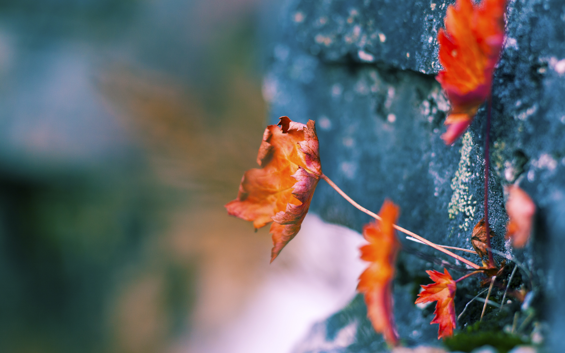 法甲未来领军人：新秀崭露头角，未来无可限量！，法甲新赛季